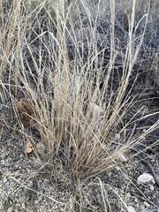 Elymus elymoides
