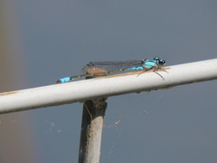Acanthagrion lancea