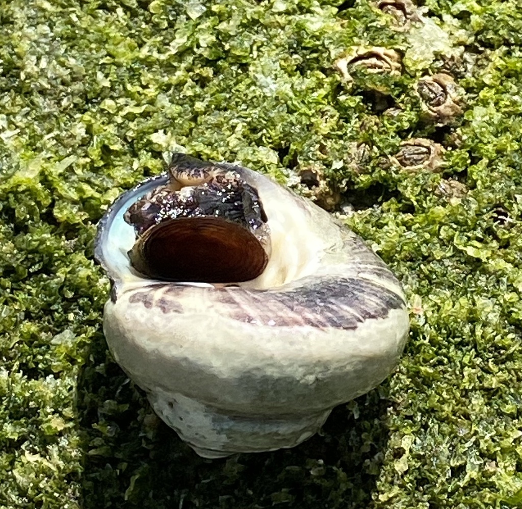 Tegula euryomphala