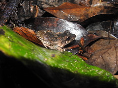 Leptodactylus petersii