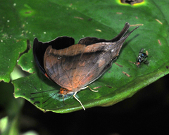 Marpesia furcula