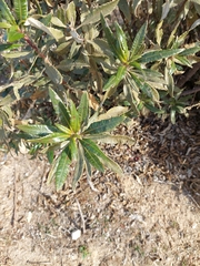 Eriodictyon trichocalyx lanatum