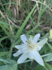 Passiflora subpeltata