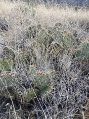 Opuntia tortispina