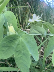 Passiflora subpeltata