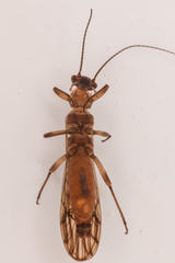 Plecoptera
