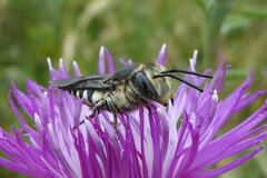 Coelioxys conoideus