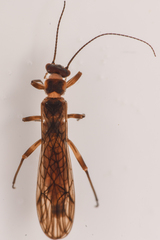 Plecoptera