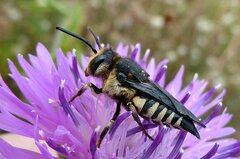 Coelioxys conoideus