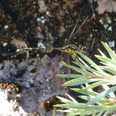 Austrogomphus ochraceus