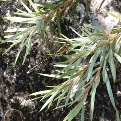 Austrogomphus ochraceus