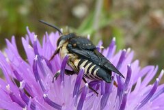 Coelioxys conoideus