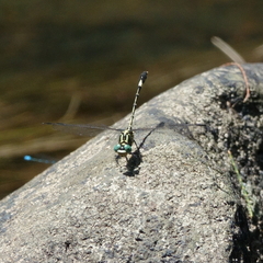 Austrogomphus amphiclitus