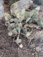 Opuntia gilvescens