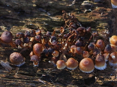 Mycena carmeliana