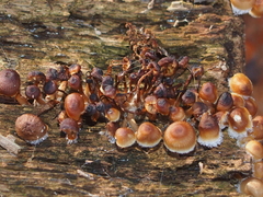Mycena carmeliana