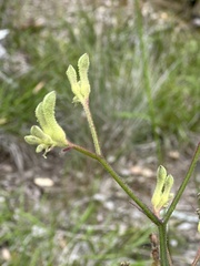 Anigozanthos flavidus
