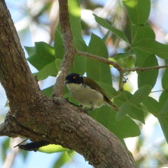 Melithreptus lunatus