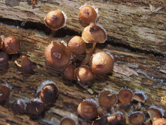 Mycena carmeliana
