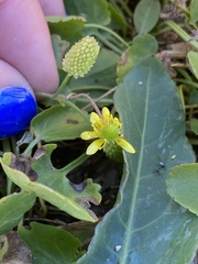 Halerpestes cymbalaria