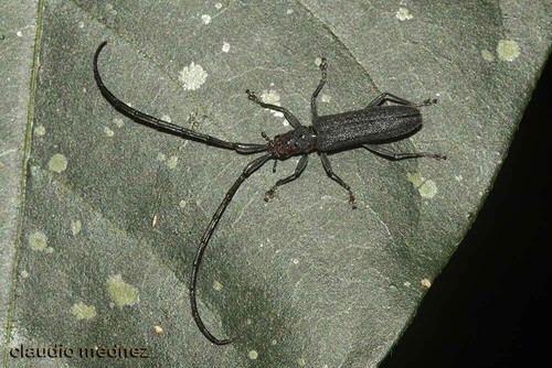 Cometes hirticornis