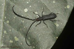 Cerambycoidea