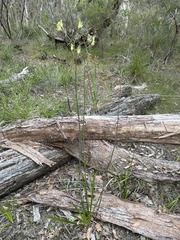 Anigozanthos flavidus