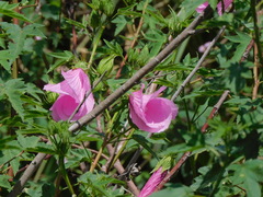 Hibiscus striatus
