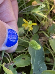 Halerpestes cymbalaria