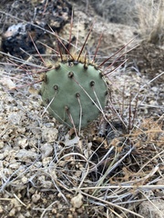 Opuntia gilvescens