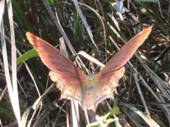 Nymphalidae