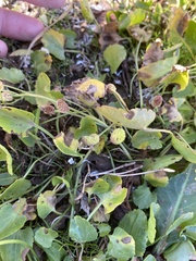 Halerpestes cymbalaria