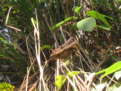 Nymphalidae