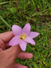 Zephyranthes robusta