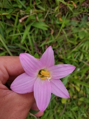 Zephyranthes robusta