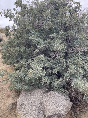 Quercus grisea