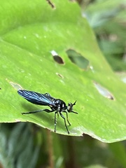 Laphriini