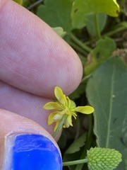 Halerpestes cymbalaria