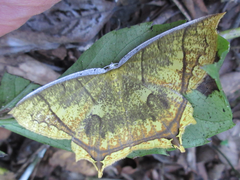 Thinopteryx citrina