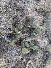 Opuntia gilvescens