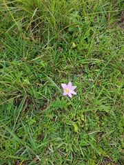 Zephyranthes robusta