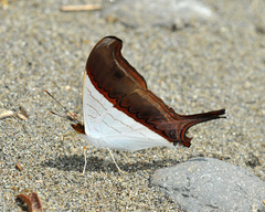 Marpesia zerynthia