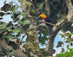 Ramphastos vitellinus