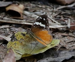 Aterica rabena