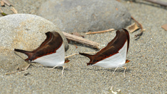 Marpesia zerynthia