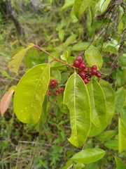 Lacistema aggregatum