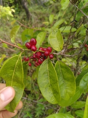 Lacistema aggregatum