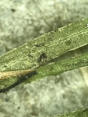 Najas flexilis