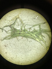 Najas flexilis