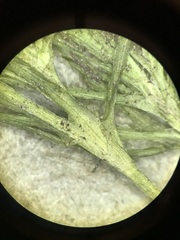Najas flexilis